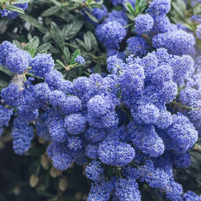 LE LILAS DE CALIFORNIE